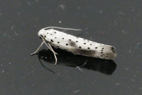 Réf. 209 389 : Yponomeuta irrorella